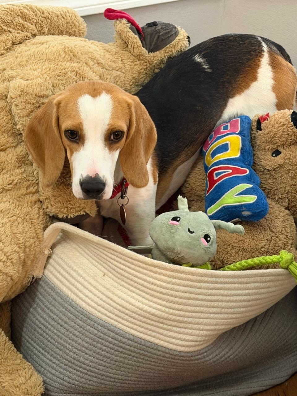 Enlarge Theodore, an adopted Beagle in Portland, OR image 4/4