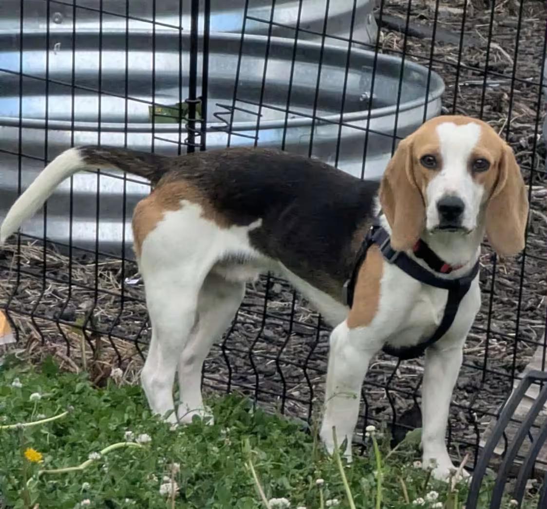 Enlarge Theodore, an adopted Beagle in Portland, OR image 1/4