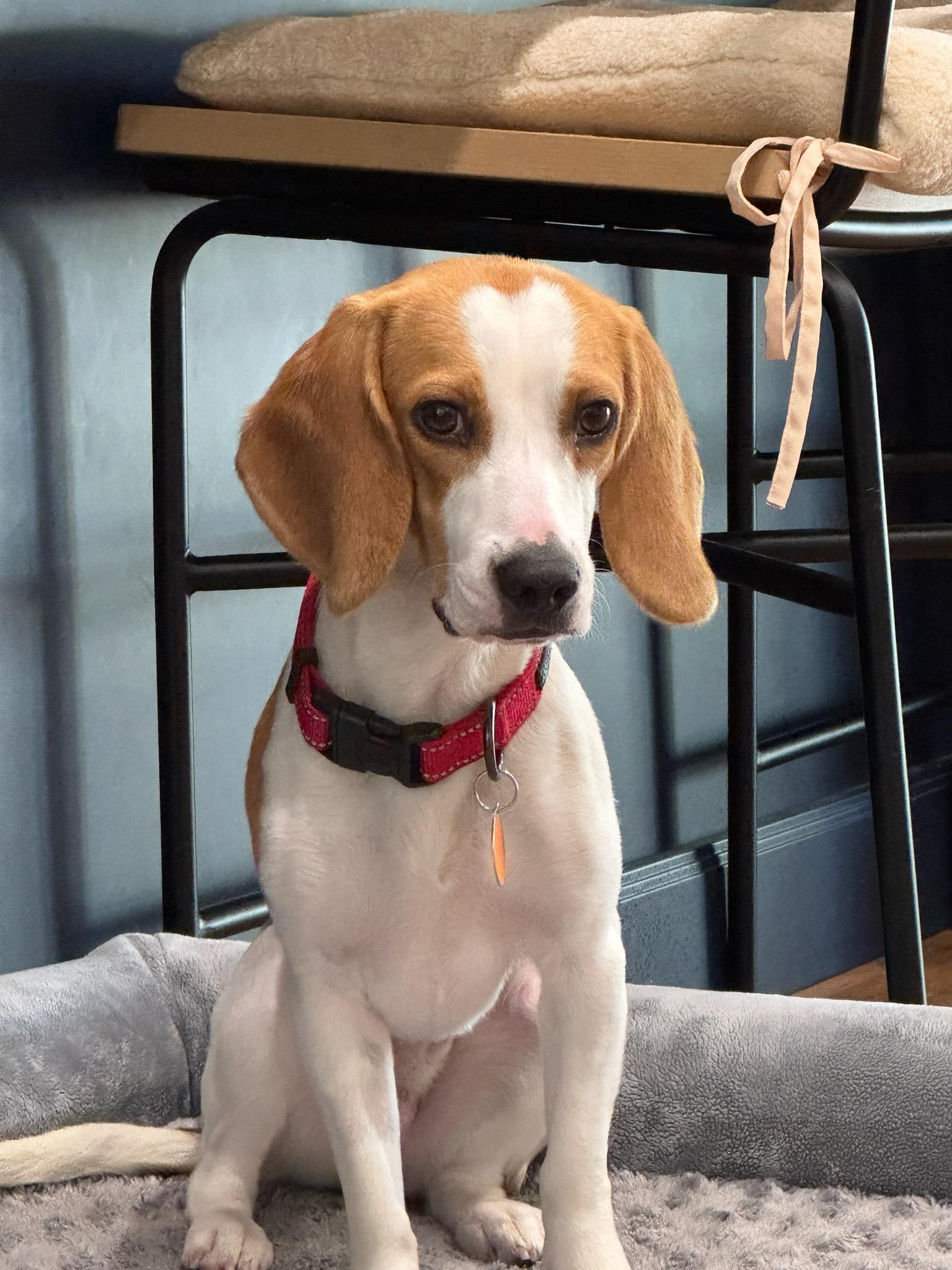 Enlarge Theodore, an adopted Beagle in Portland, OR image 2/4