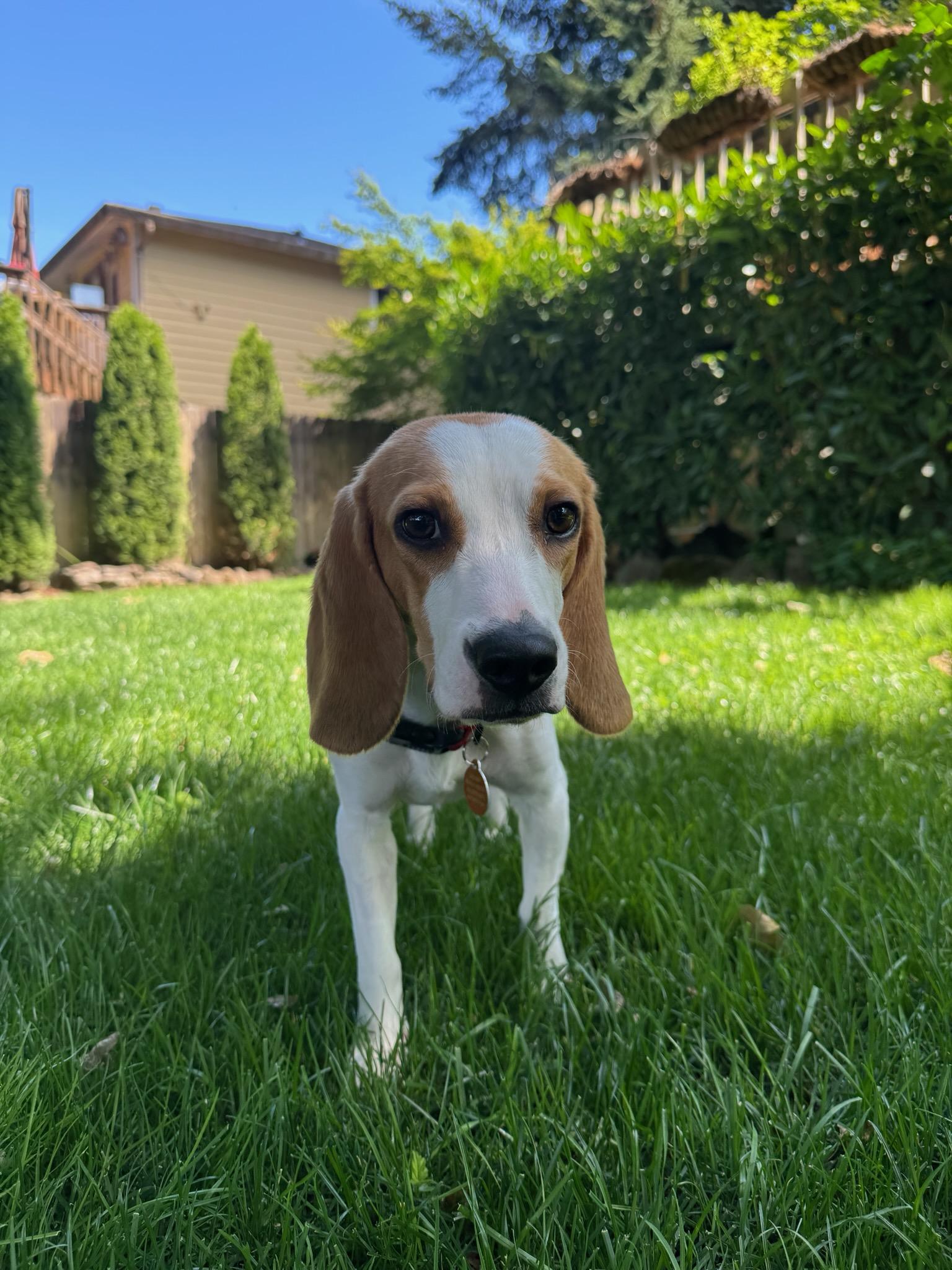 Enlarge Theodore, an adopted Beagle in Portland, OR image 3/4