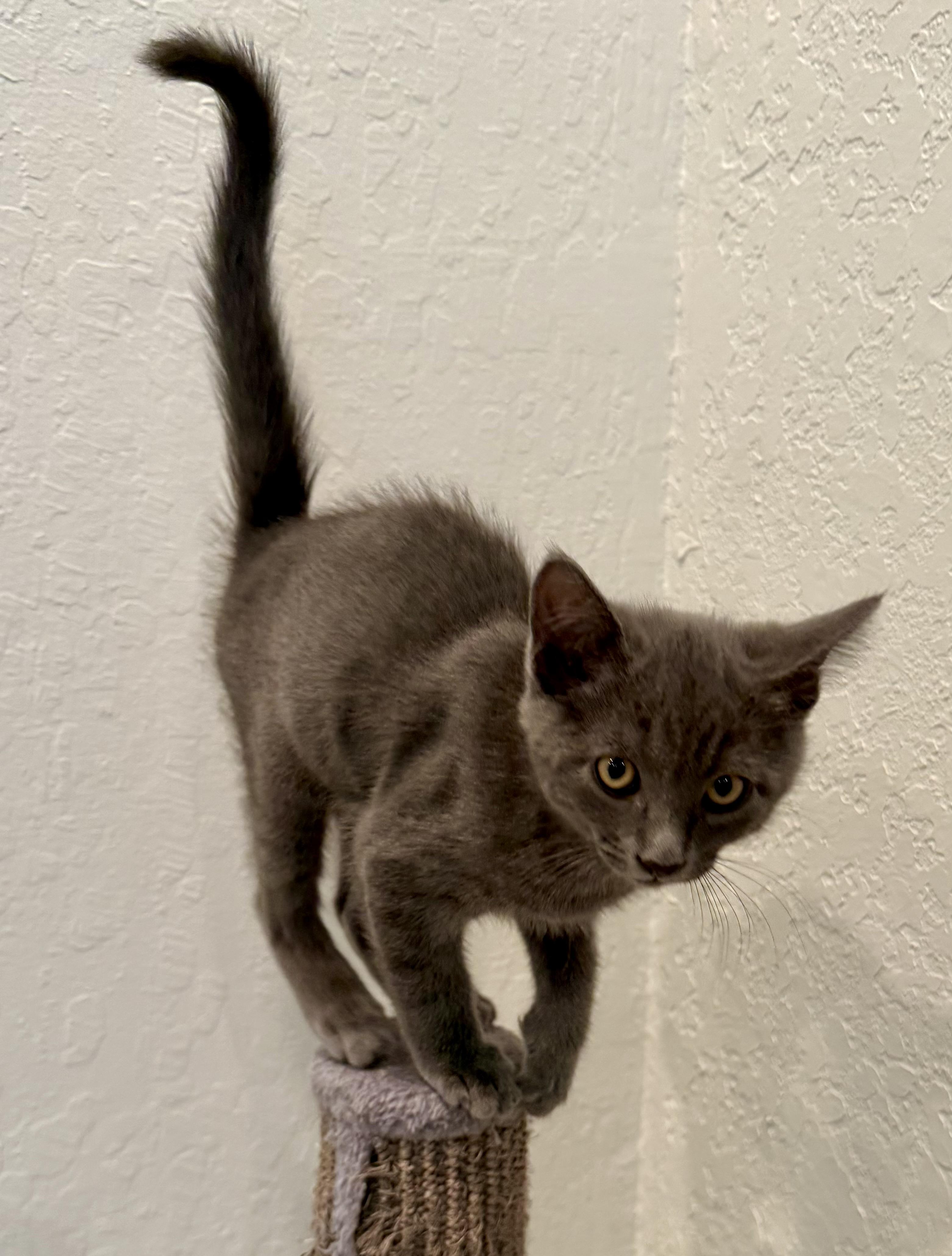 Enlarge Elmer, a ADOPTABLE mixed breed in San Jose, CA image 4/4