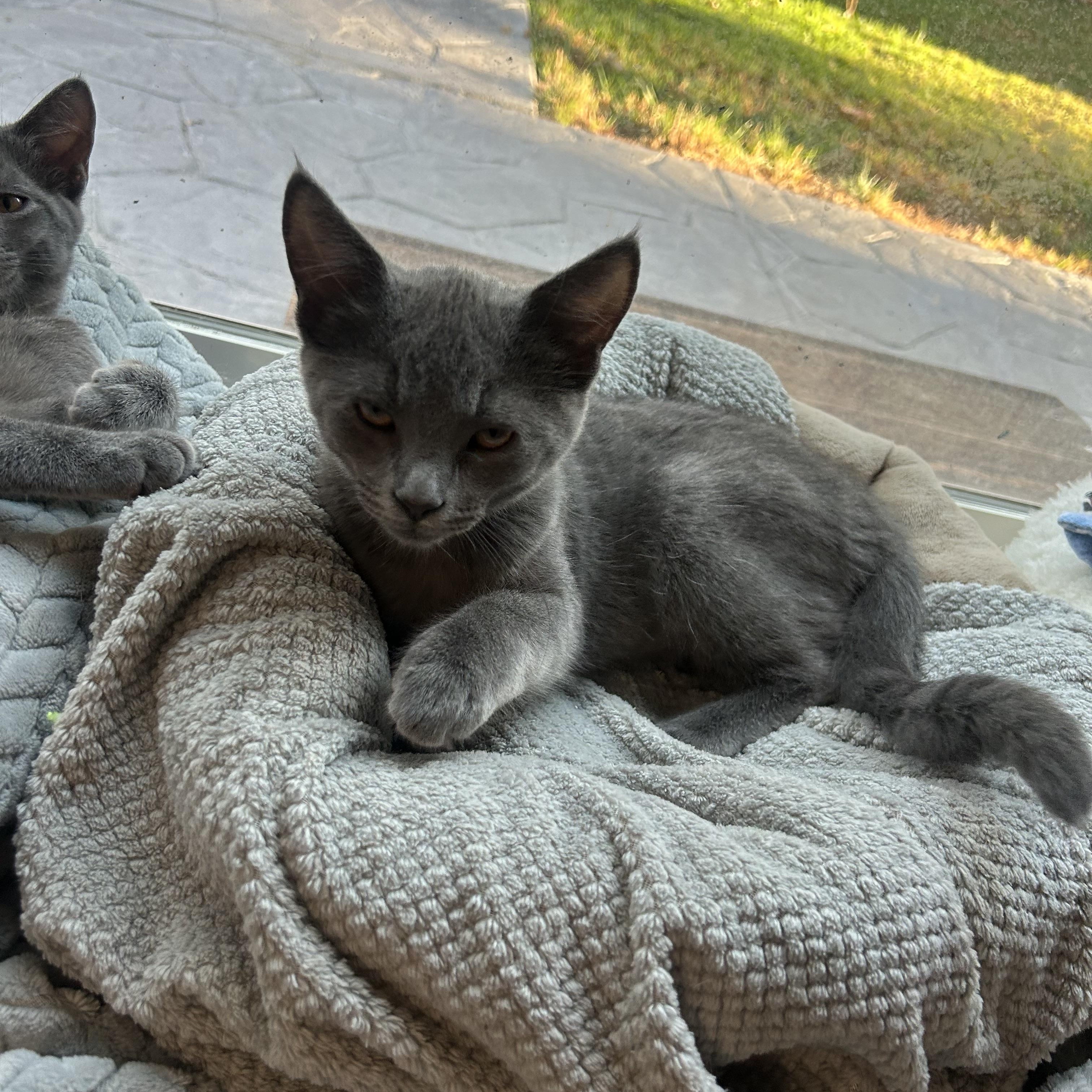 Elmer, ADOPTABLE, Kitten Male Domestic Short Hair.