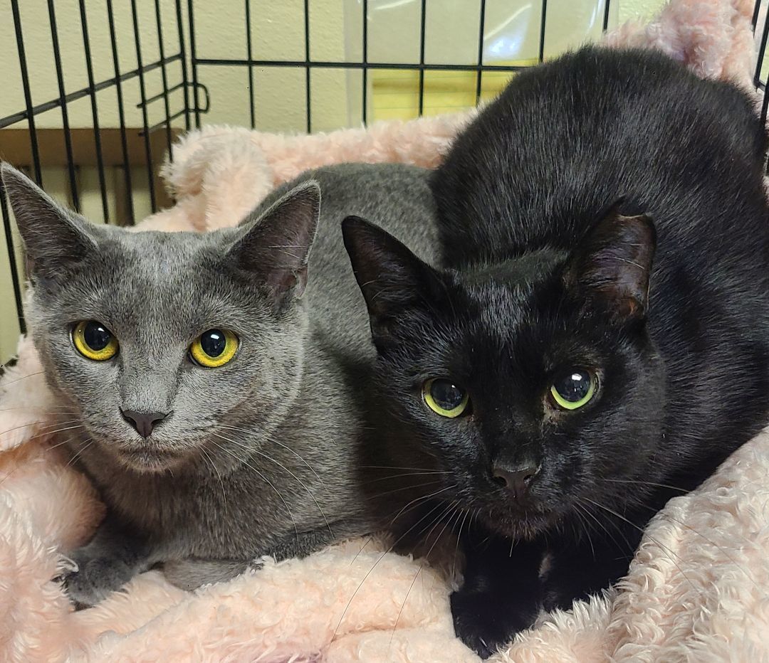 Meredith Grey & Darwin, a Adoptable Domestic Short Hair in Ellijay, GA image 1/3