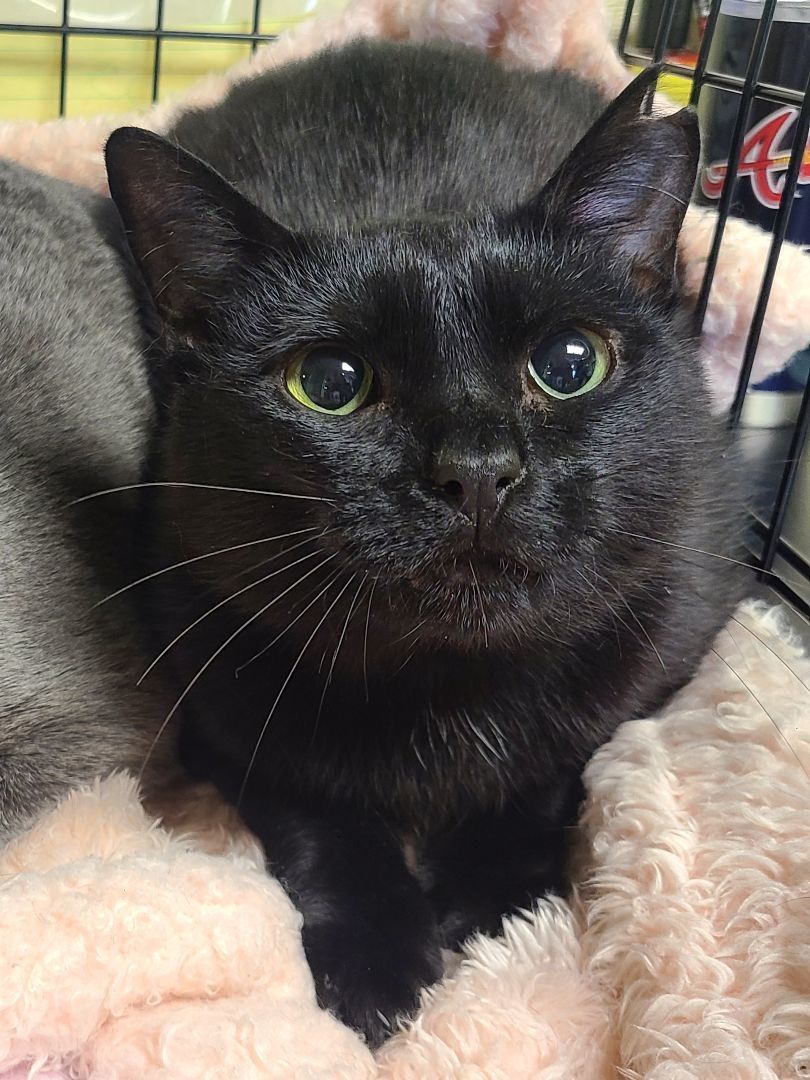 Meredith Grey & Darwin, a Adoptable Domestic Short Hair in Ellijay, GA image 2/3