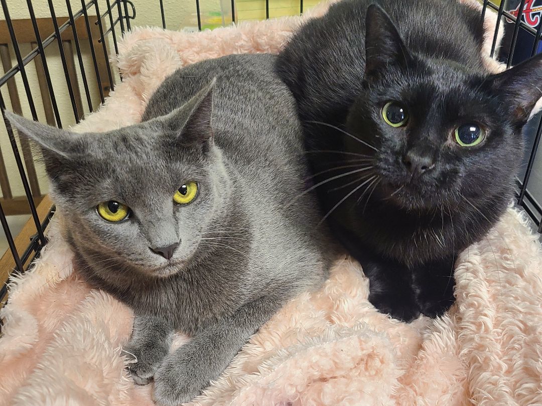 Meredith Grey & Darwin, a Adoptable Domestic Short Hair in Ellijay, GA image 3/3