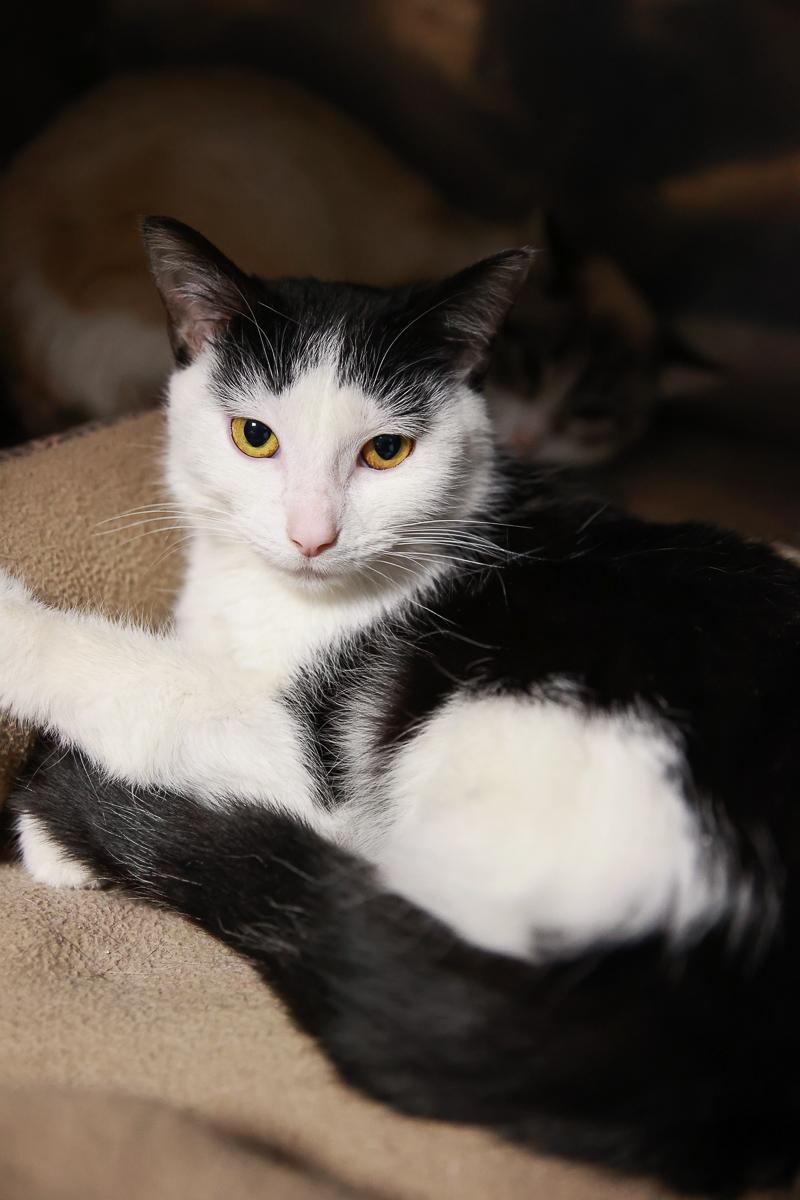 Fawnie, ADOPTABLE, Adult Female Domestic Short Hair.