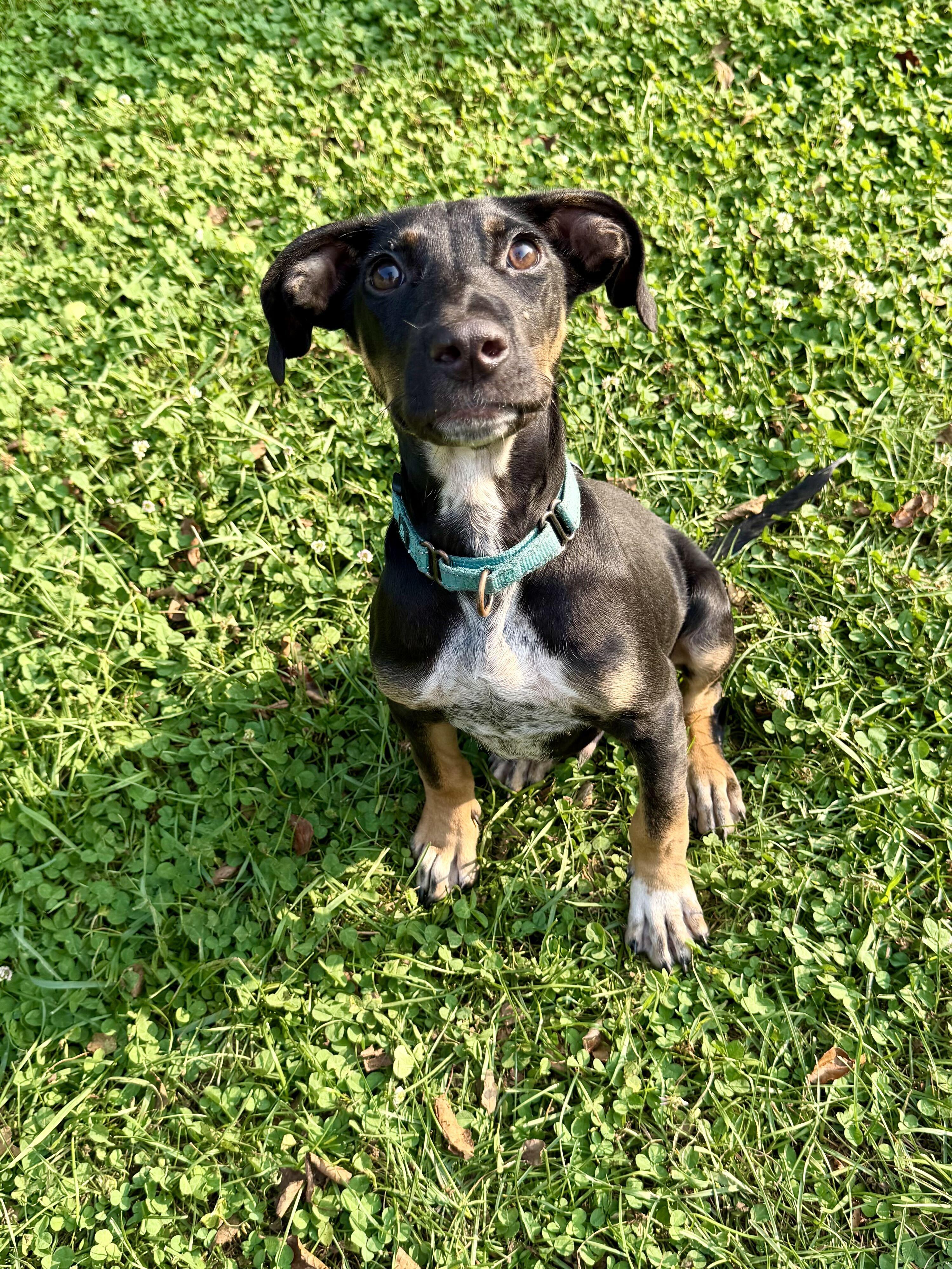 Casey, ADOPTABLE, Puppy Male Labrador Retriever.