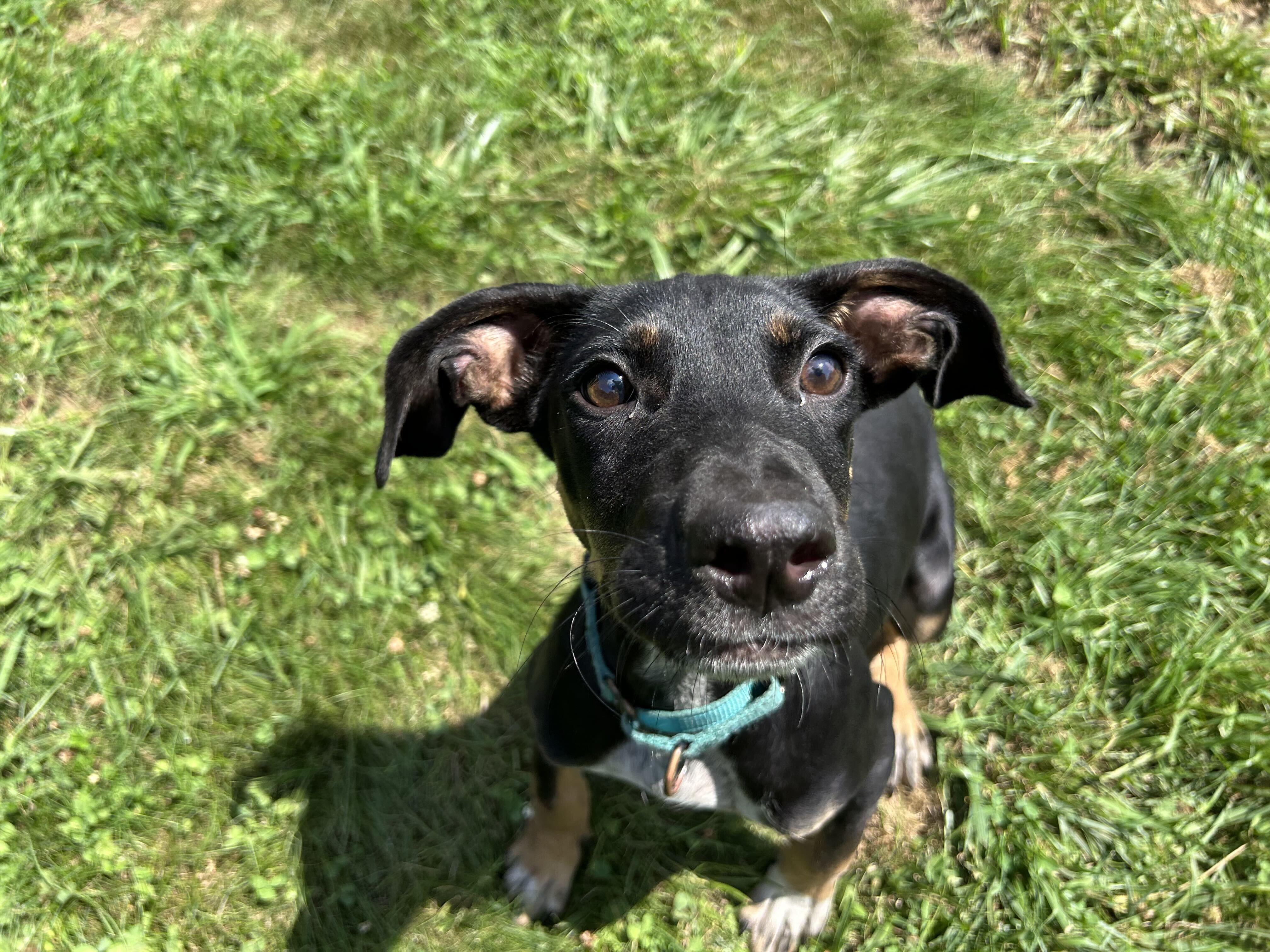 Enlarge Casey, a ADOPTABLE mixed breed in Uxbridge, MA image 2/4