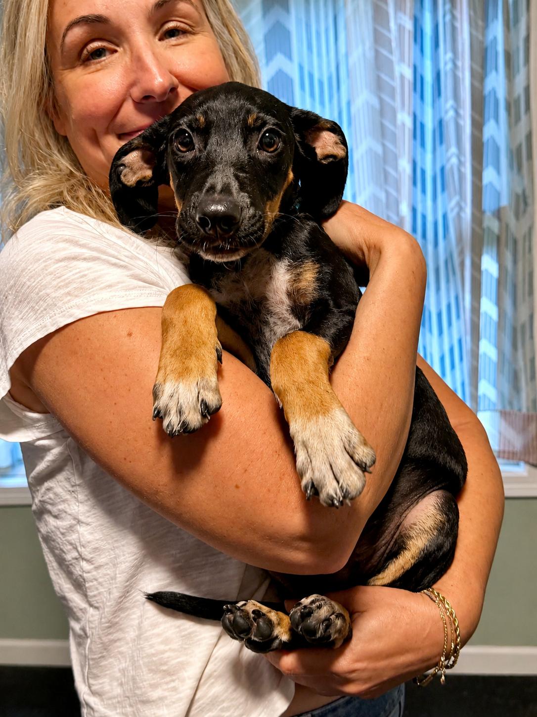 Enlarge Casey, a ADOPTABLE mixed breed in Uxbridge, MA image 3/4