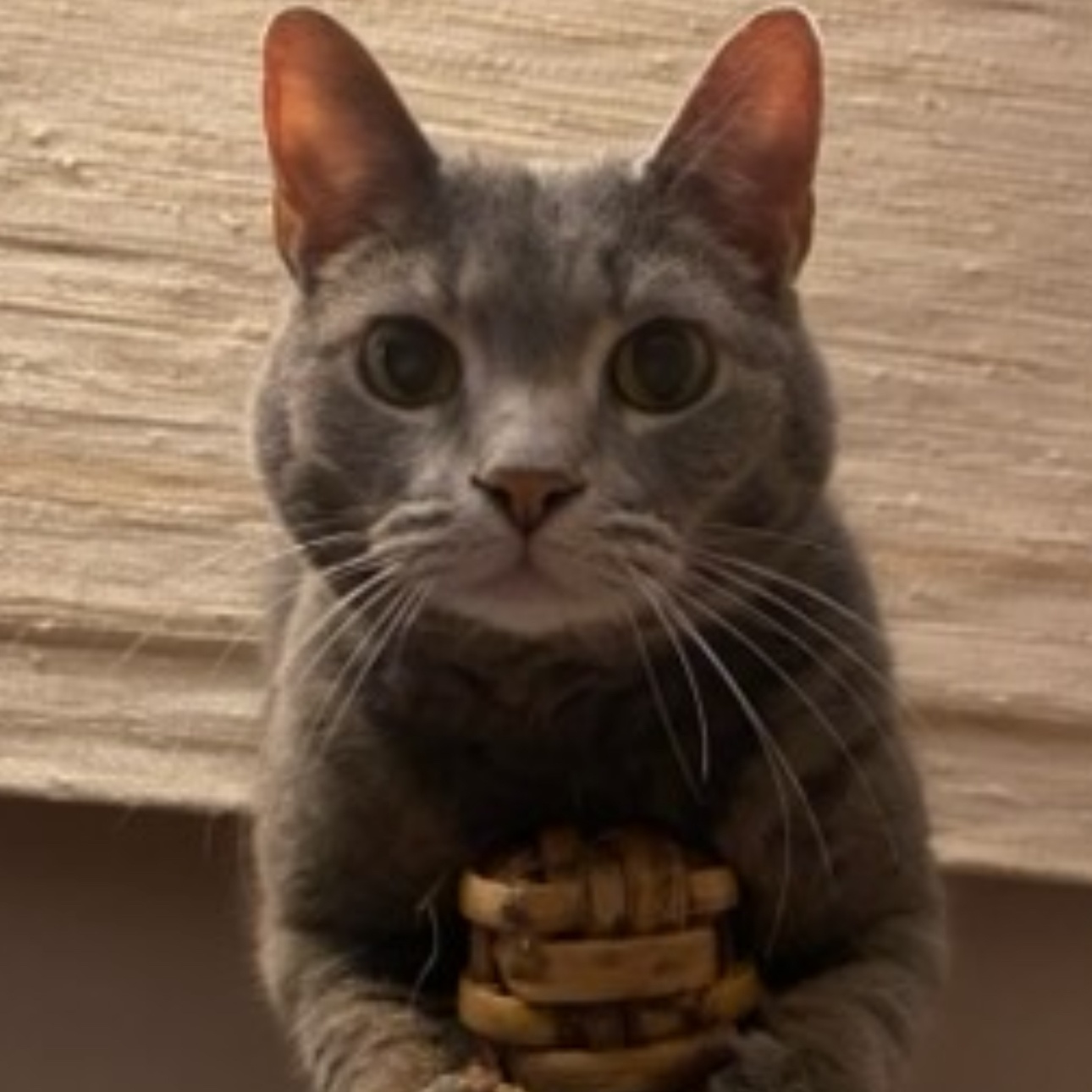 Vivian, an adoptable Domestic Short Hair in Lemont, IL image 2/4