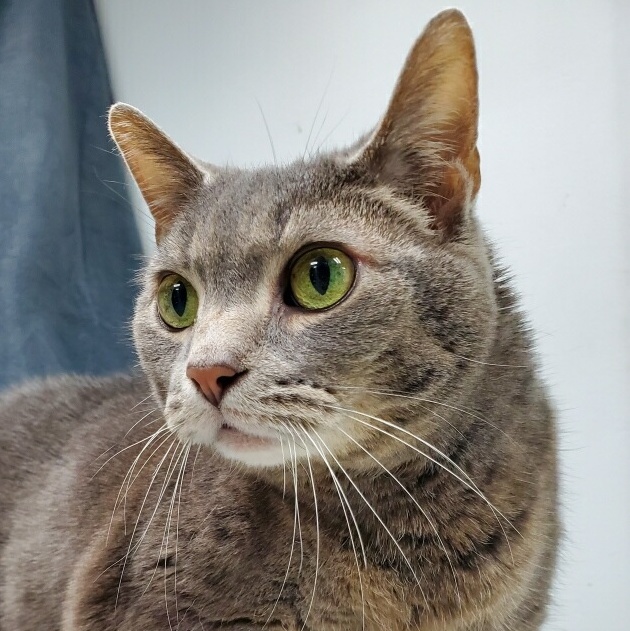 Vivian, an adoptable Domestic Short Hair in Lemont, IL image 3/4