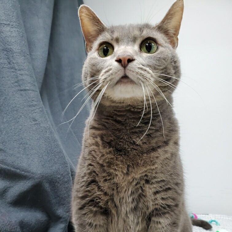 Vivian, adoptable, Adult Female Domestic Short Hair.