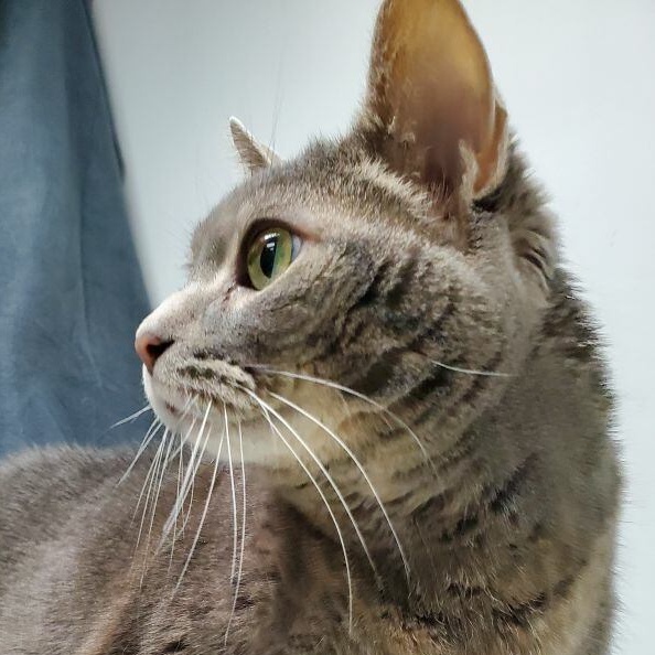 Vivian, an adoptable Domestic Short Hair in Lemont, IL image 4/4