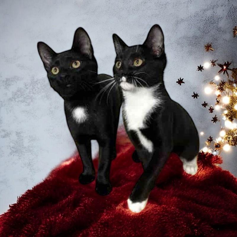 Teddee (must be adopted with Ollee), Adoptable, Kitten Male Domestic Short Hair.