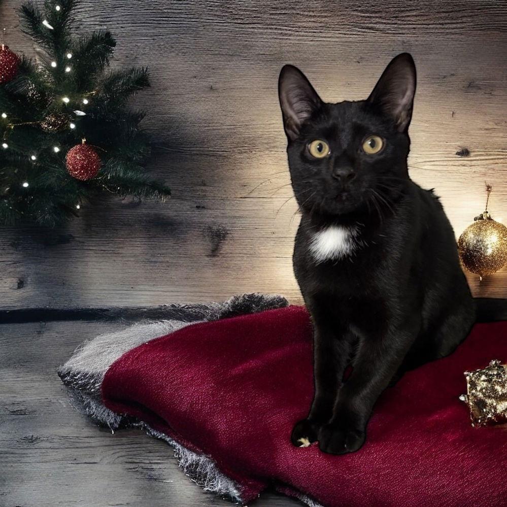 Teddee (must be adopted with Ollee), a Adoptable Domestic Short Hair in Walled Lake, MI image 2/3