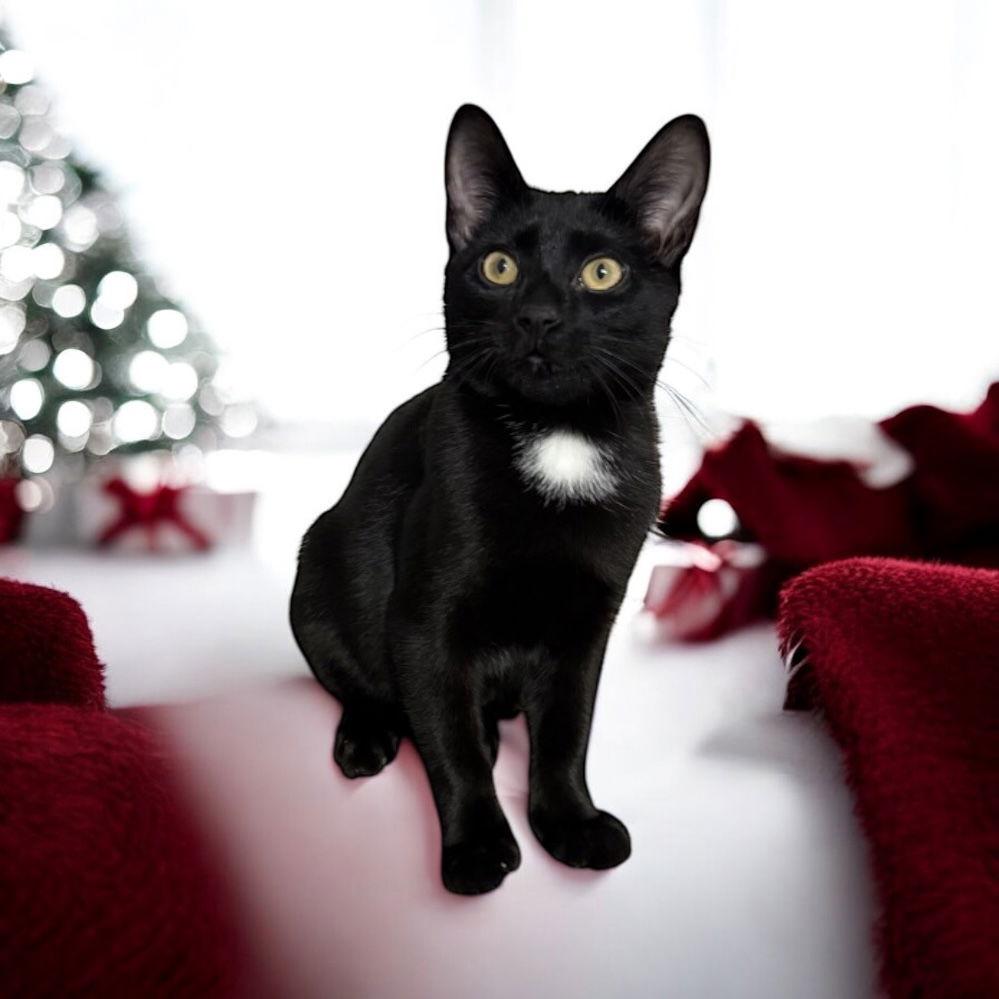 Teddee (must be adopted with Ollee), a Adoptable Domestic Short Hair in Walled Lake, MI image 3/3