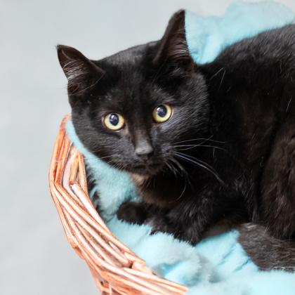 Beluga, Adoptable, Kitten Male Domestic Short Hair & Domestic Short Hair.