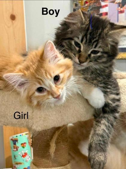 Fiona, Adoptable, Kitten Male Domestic Medium Hair & Domestic Short Hair.