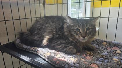 Enlarge Fiona, a Adoptable mixed breed in Clinton, MO image 2/2