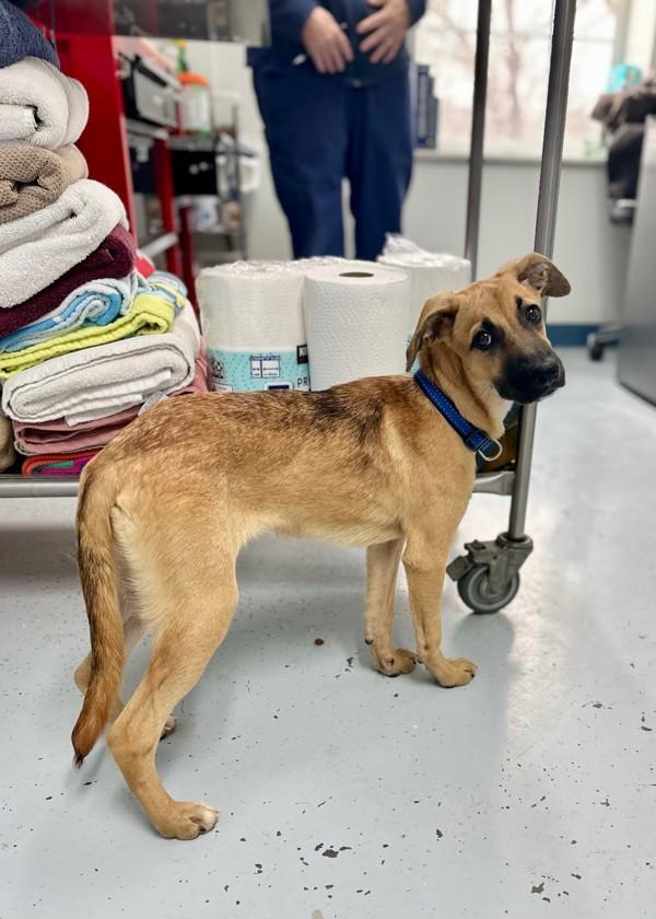 Enlarge Amira (in Foster), a Adoptable mixed breed in Skillman, NJ image 1/1
