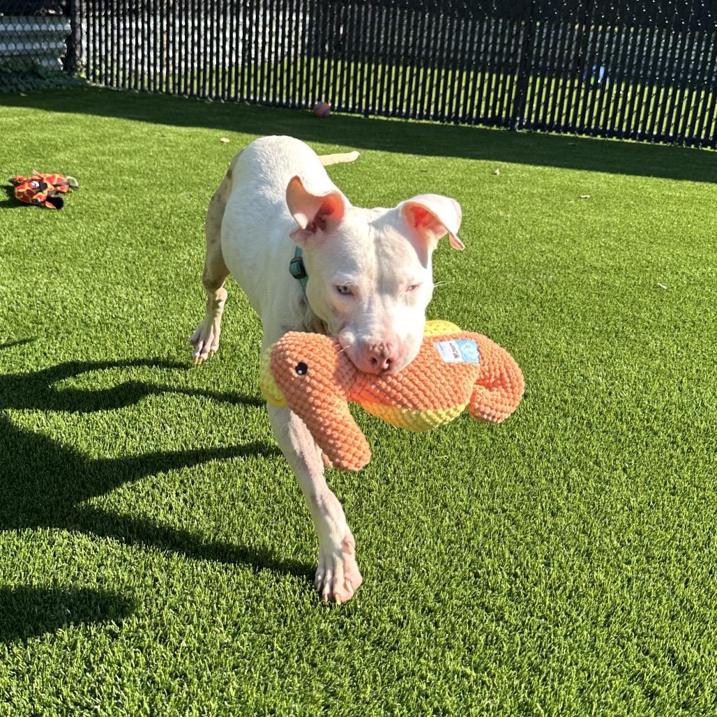 Enlarge Miriam, a Adoptable Mixed Breed in Pittsburgh, PA image 1/6