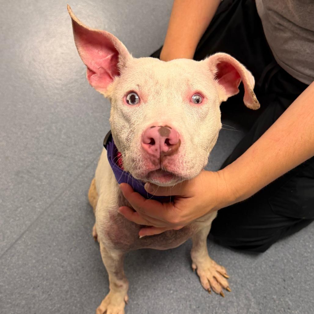 Enlarge Miriam, a Adoptable Mixed Breed in Pittsburgh, PA image 2/6