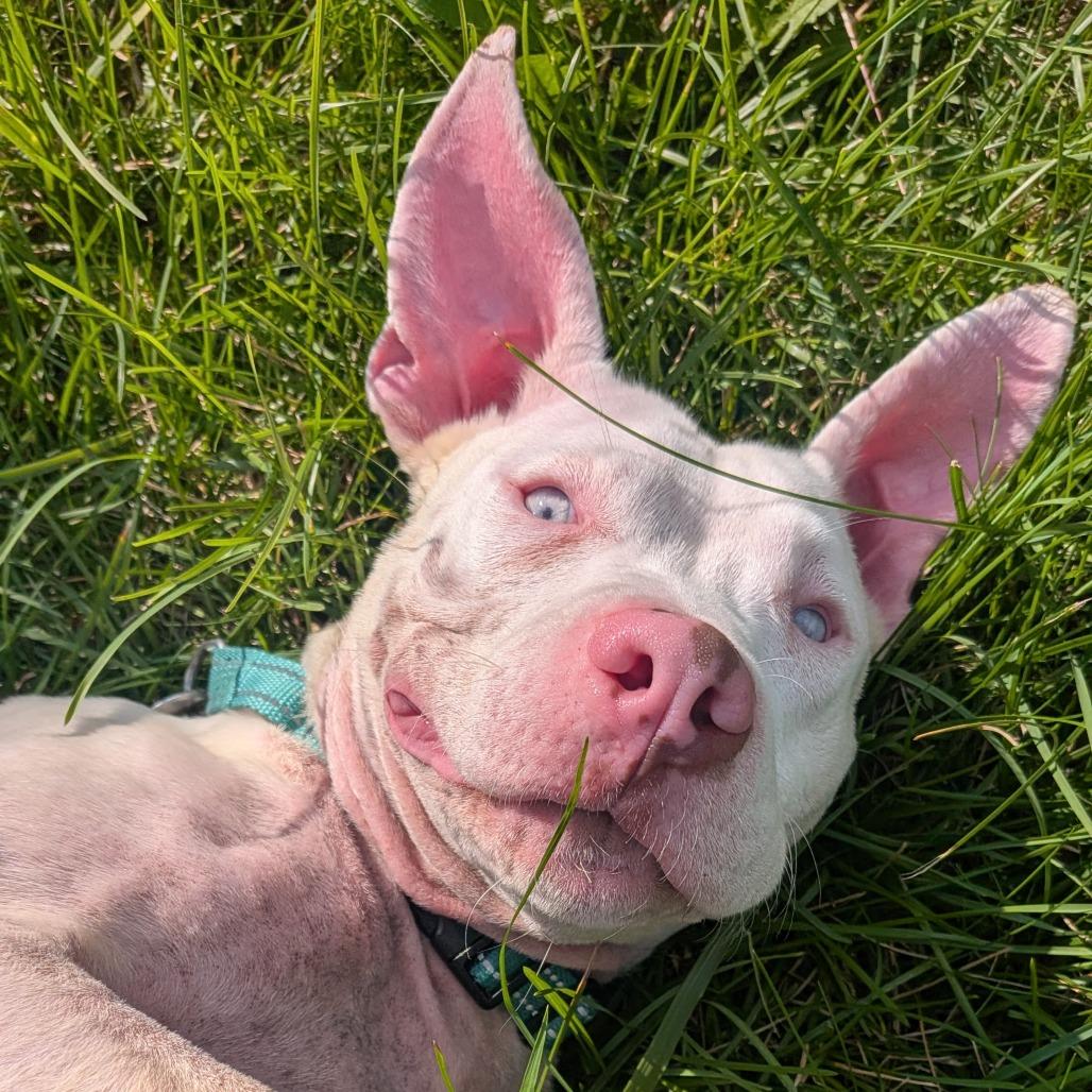 Enlarge Miriam, a Adoptable Mixed Breed in Pittsburgh, PA image 3/6