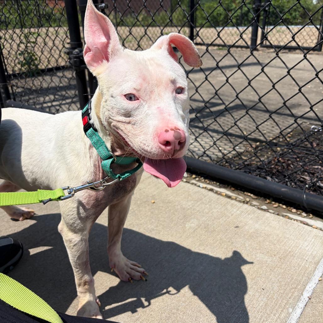 Enlarge Miriam, a Adoptable Mixed Breed in Pittsburgh, PA image 3/6
