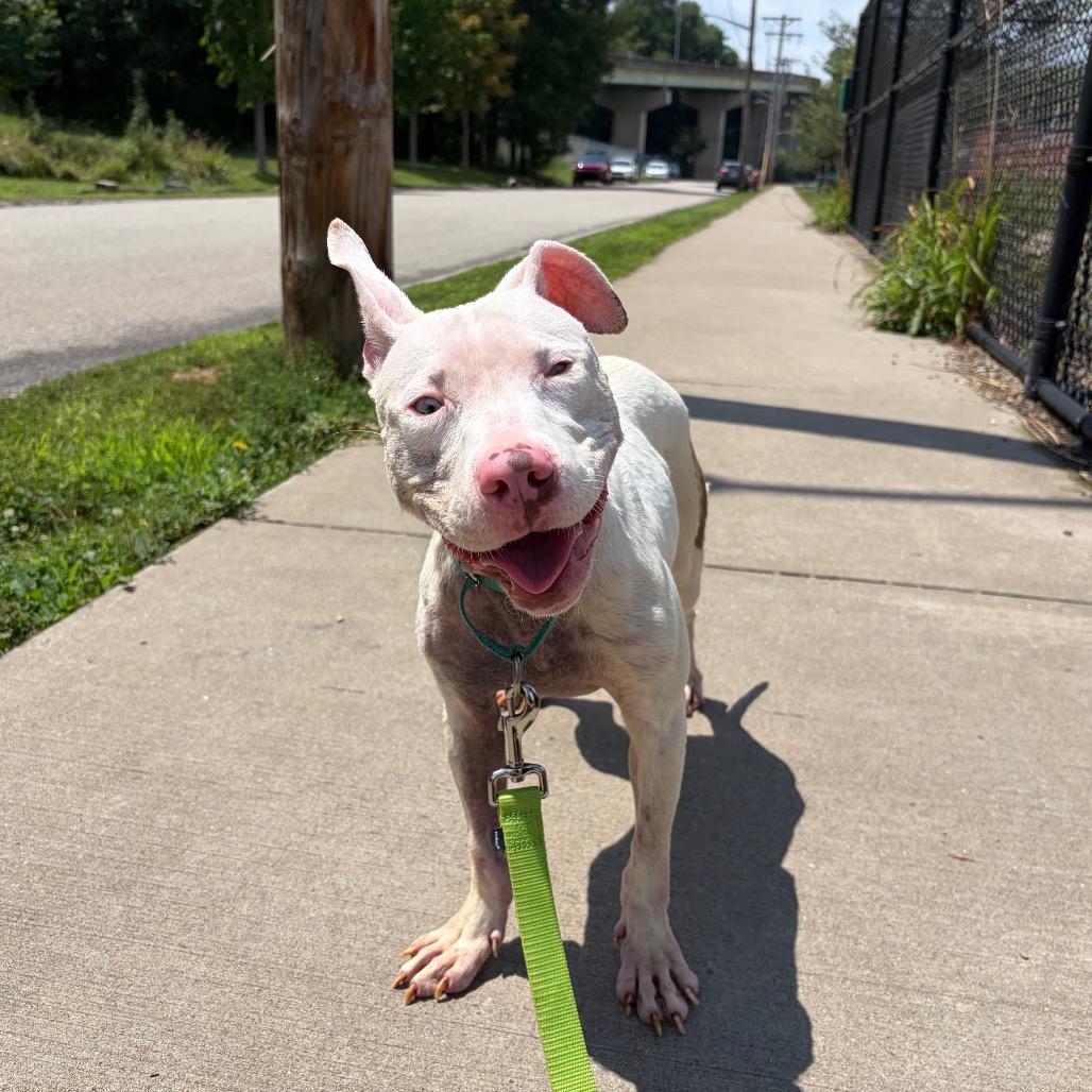 Enlarge Miriam, a Adoptable Mixed Breed in Pittsburgh, PA image 4/6