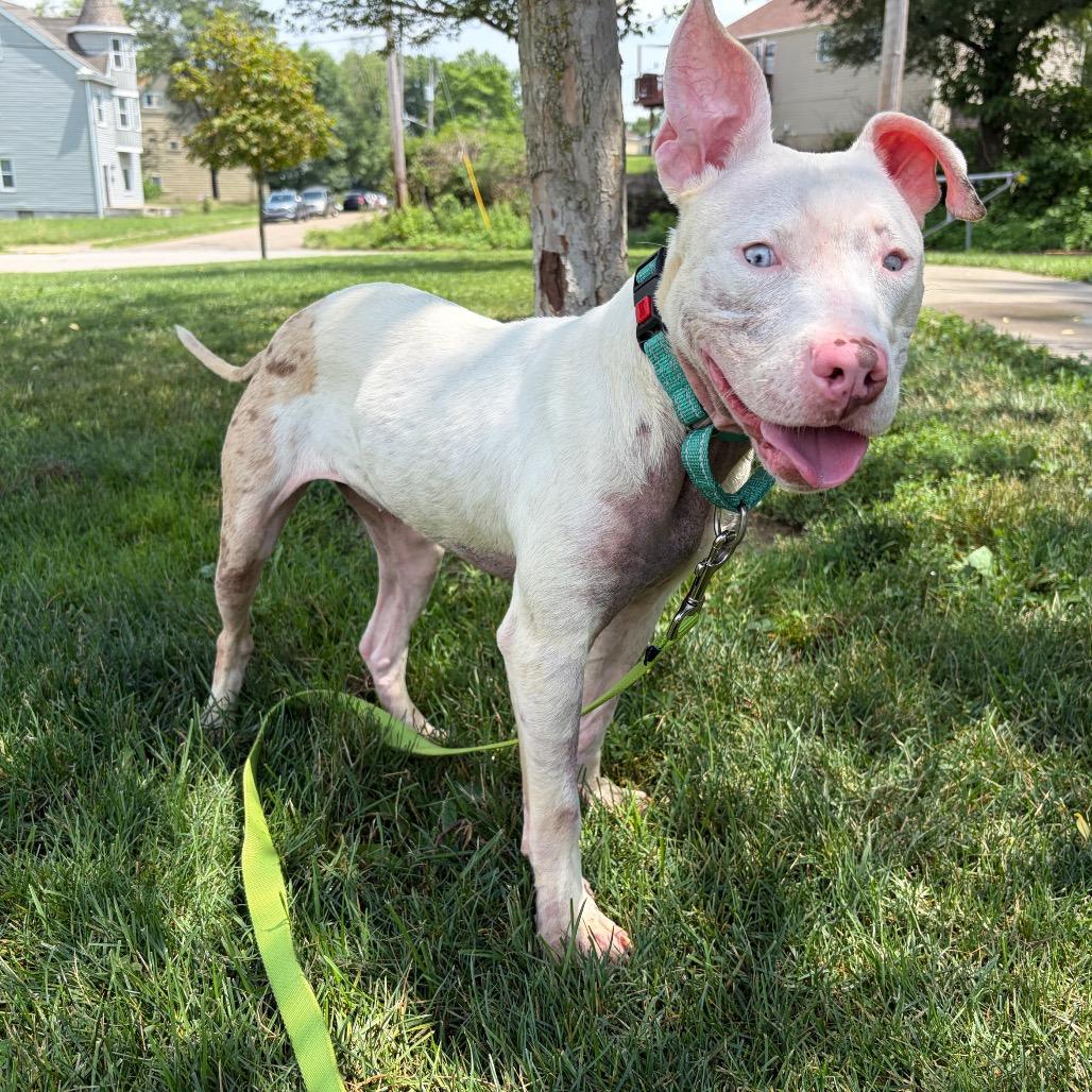 Enlarge Miriam, a Adoptable Mixed Breed in Pittsburgh, PA image 5/6