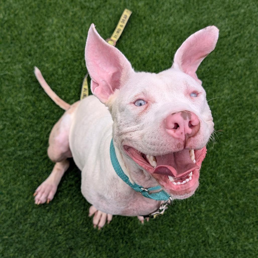 Enlarge Miriam, a Adoptable Mixed Breed in Pittsburgh, PA image 6/6