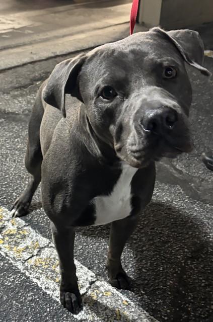Enlarge KEN, a Adoptable Pit Bull Terrier in Saint Cloud, FL image 1/1