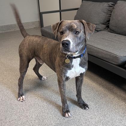 Enlarge Deuce, an adopted Mixed Breed in Lansing, MI image 3/3
