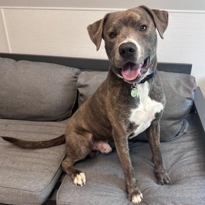 Deuce, adopted, Adult Male Mixed Breed.