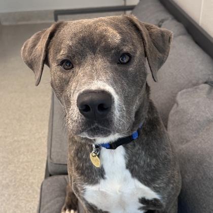 Enlarge Deuce, an adopted Mixed Breed in Lansing, MI image 2/3