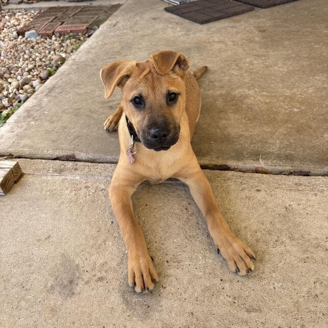 Spark, Adoptable, Puppy Female Shepherd & Chow Chow.