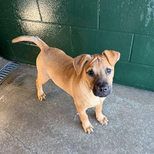 Spark, a Adoptable mixed breed in Carencro, LA image 2/6