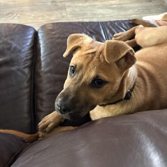 Spark, a Adoptable mixed breed in Carencro, LA image 3/6