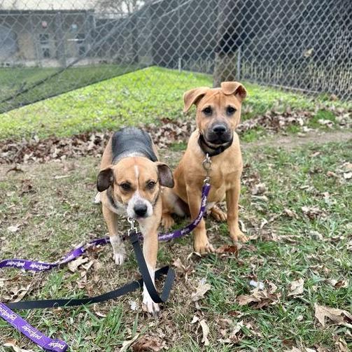 Spark, a Adoptable mixed breed in Carencro, LA image 4/6