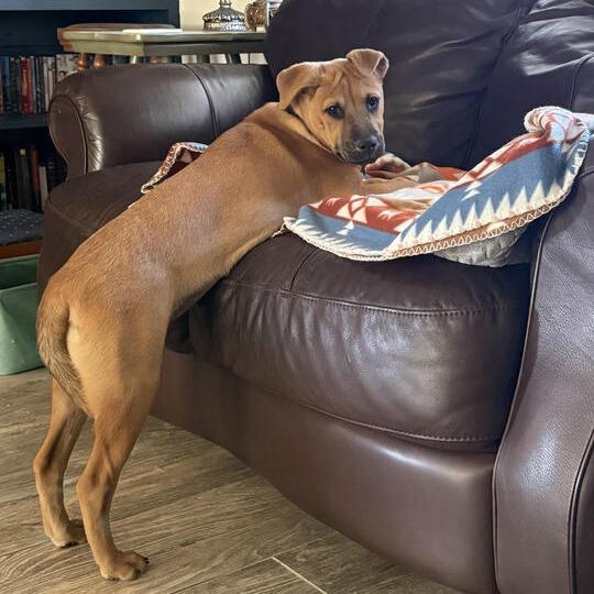 Spark, a Adoptable mixed breed in Carencro, LA image 5/6