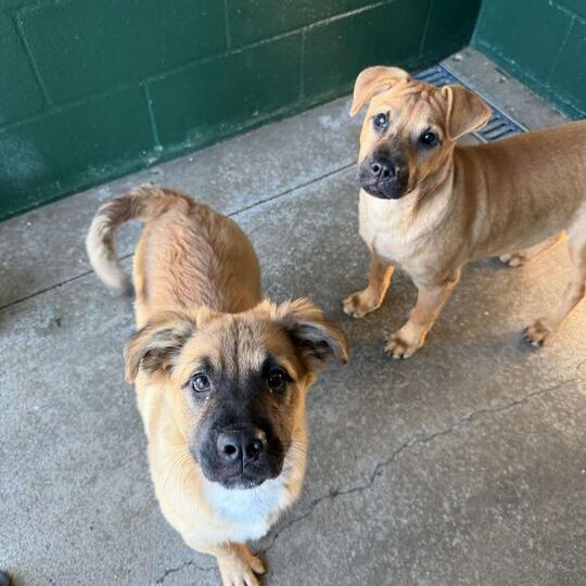 Spark, a Adoptable mixed breed in Carencro, LA image 6/6