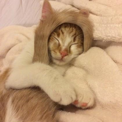 Enlarge Bruiser, a ADOPTABLE Domestic Short Hair in Hamilton, MT image 2/2