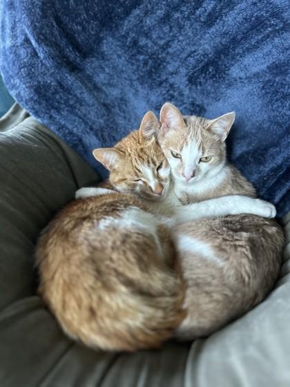 Bruiser, ADOPTABLE, Senior Male Domestic Short Hair.