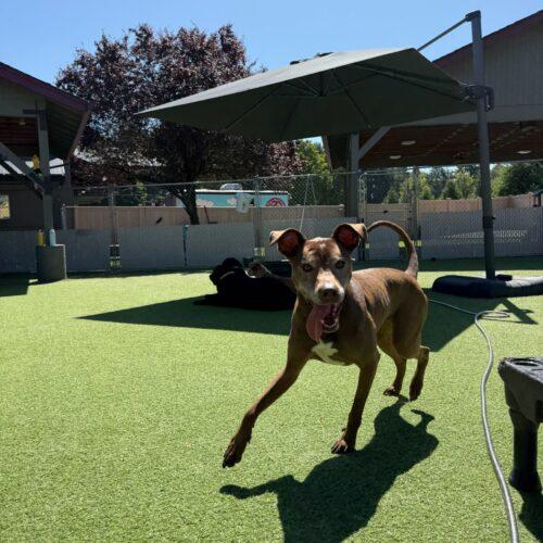 Enlarge CINDER, a Adoptable mixed breed in Vancouver, WA image 1/5