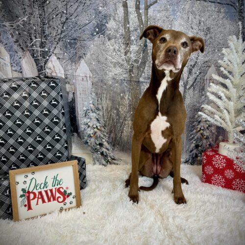 Enlarge CINDER, a Adoptable mixed breed in Vancouver, WA image 2/5