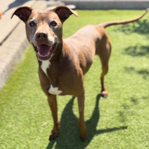 Enlarge CINDER, a Adoptable mixed breed in Vancouver, WA image 3/5