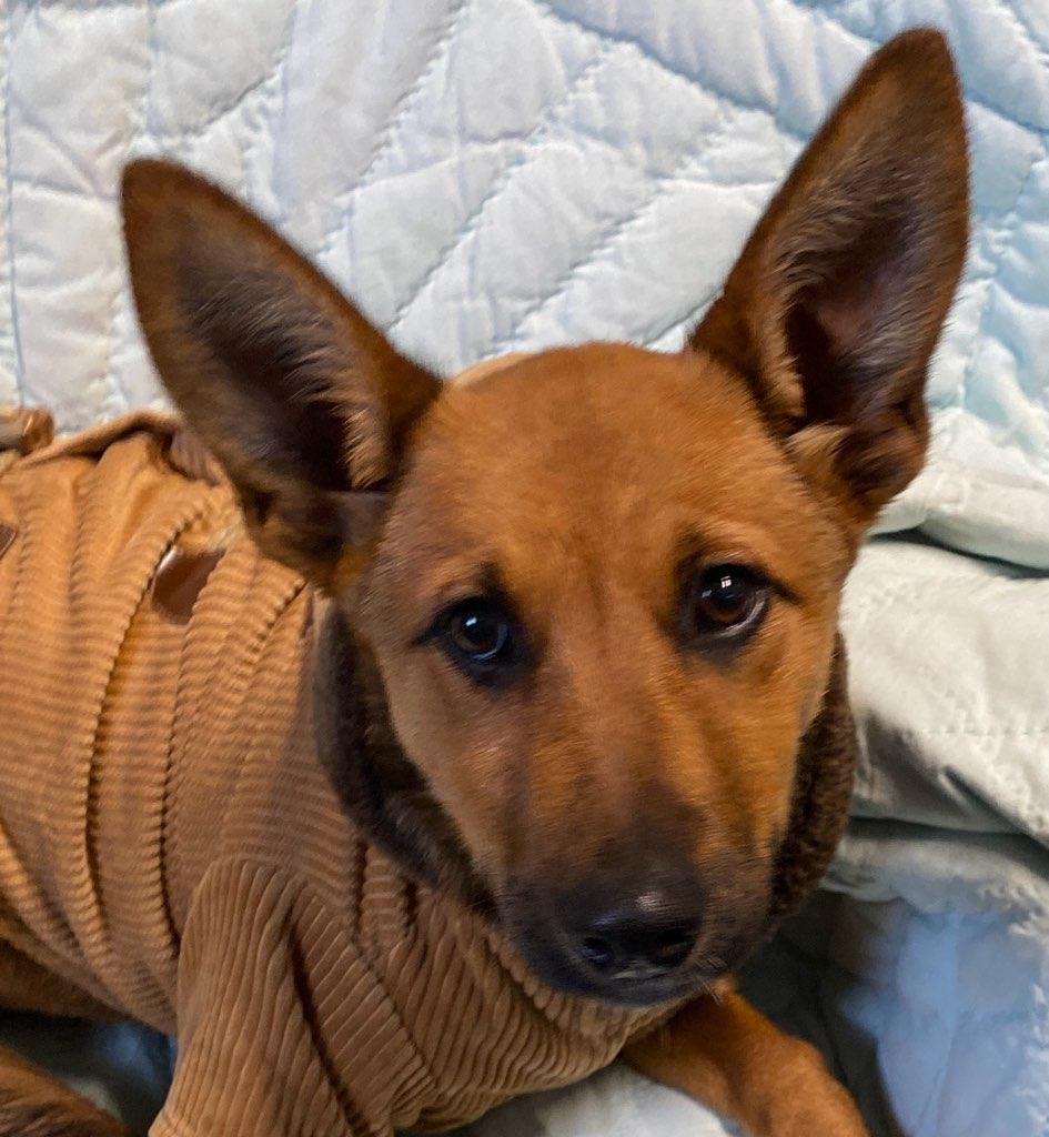 Tina, Adoptable, Young Female Shepherd.