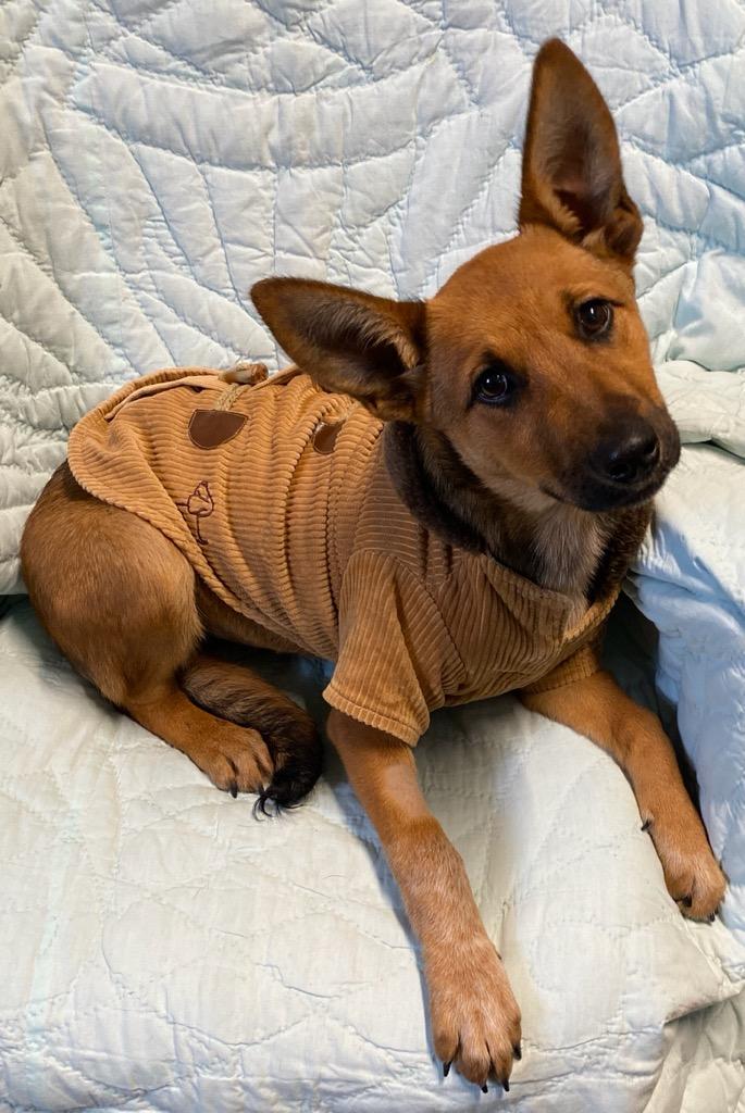 Tina, a Adoptable mixed breed in Colusa, CA image 2/4