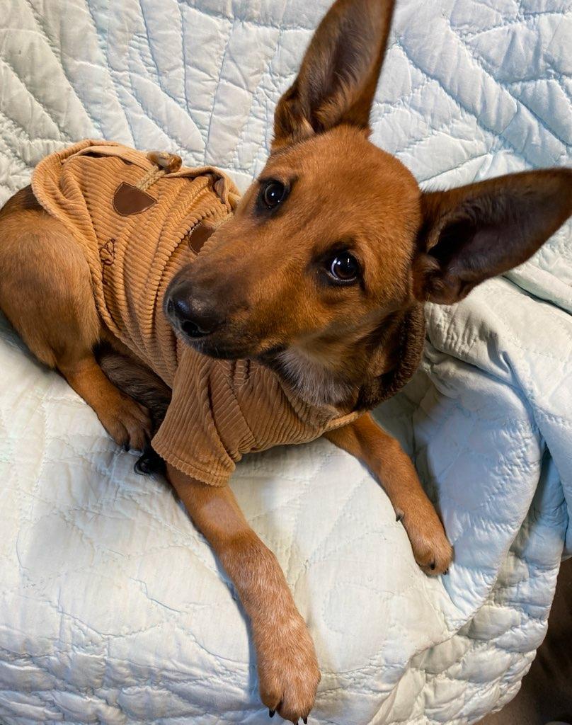 Tina, a Adoptable mixed breed in Colusa, CA image 3/4