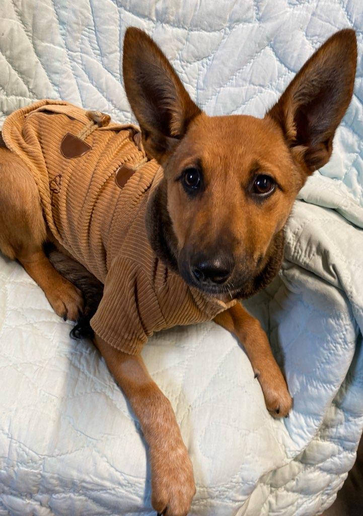 Tina, a Adoptable mixed breed in Colusa, CA image 4/4